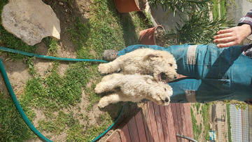 Komondor kölyök