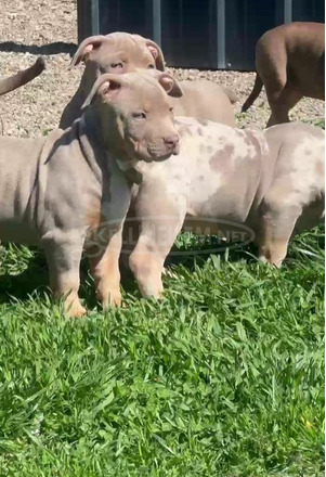 Amerikai bully kölykök - 1/12