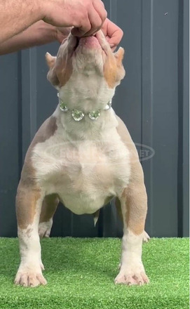 Amerikai bully kölykök - 3/12
