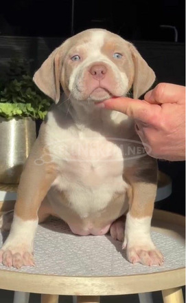 Amerikai bully kölykök - 4/12