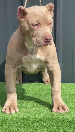Amerikai bully kölykök - 5/12