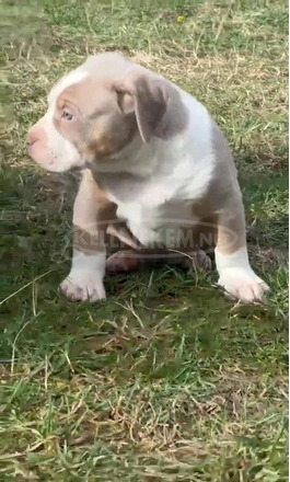 Amerikai bully kölykök - 6/12