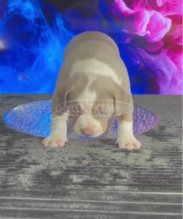Amerikai bully kölykök - 7/12