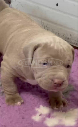 Amerikai bully kölykök - 8/12
