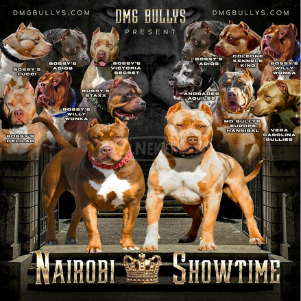 Amerikai bully kölykök - 9/12