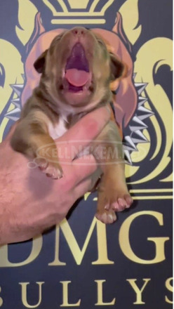 Amerikai bully kölykök - 10/12