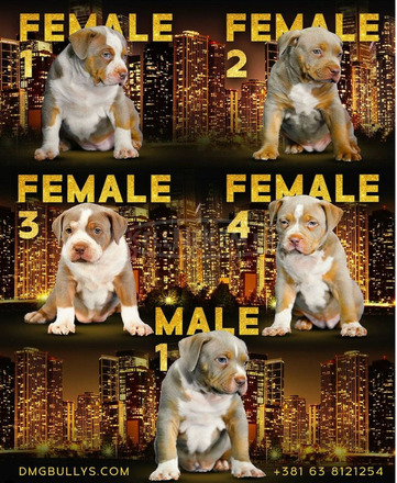 Amerikai bully kölykök - 11/12