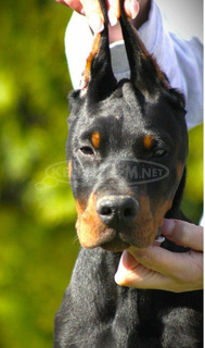 Doberman kölykök