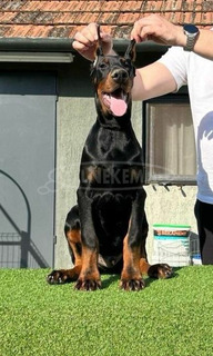 Doberman kölykök