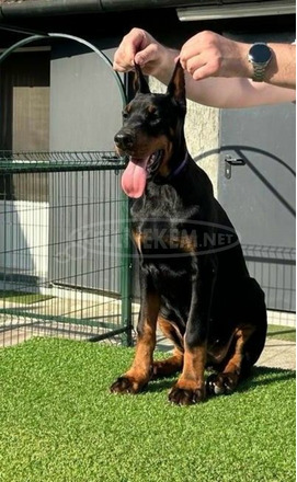 Doberman kölykök - 3/8
