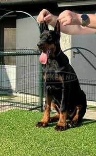 Doberman kölykök