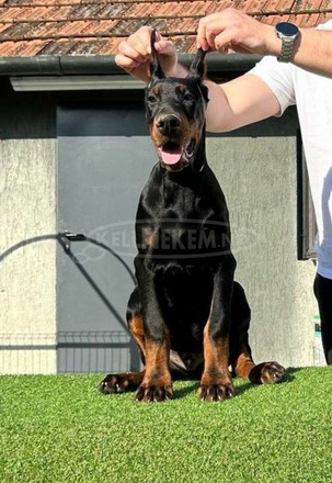 Doberman kölykök - 4/8