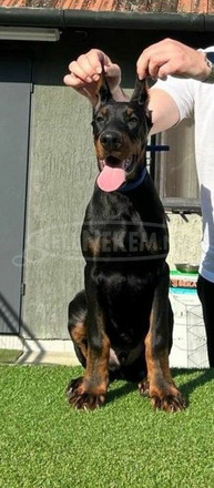 Doberman kölykök - 5/8
