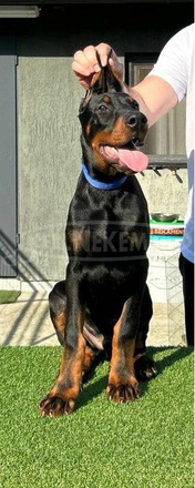 Doberman kölykök - 6/8