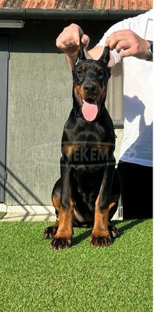 Doberman kölykök - 7/8