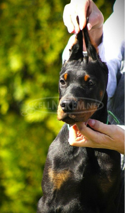 Doberman kölykök - 8/8