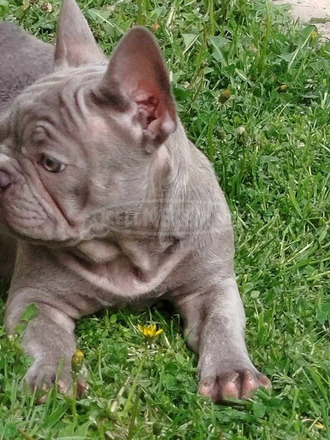 francia bulldog kölykök - 2/12