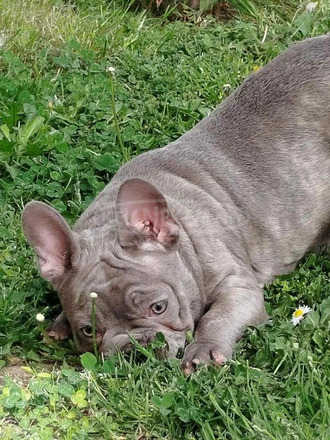 francia bulldog kölykök - 4/12
