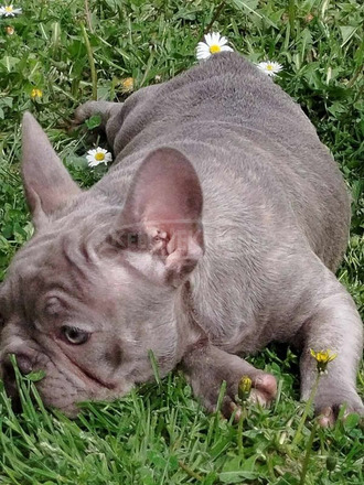 francia bulldog kölykök - 5/12