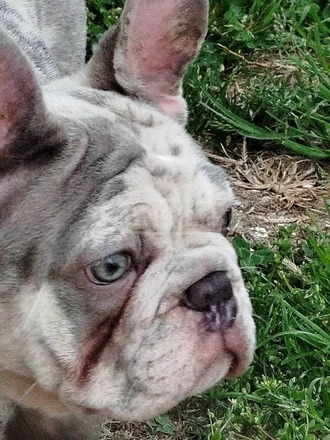 francia bulldog kölykök - 6/12