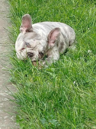 francia bulldog kölykök - 7/12