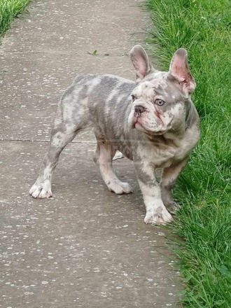 francia bulldog kölykök - 8/12