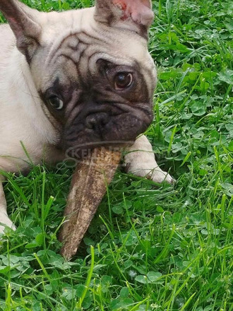 francia bulldog kölykök - 9/12