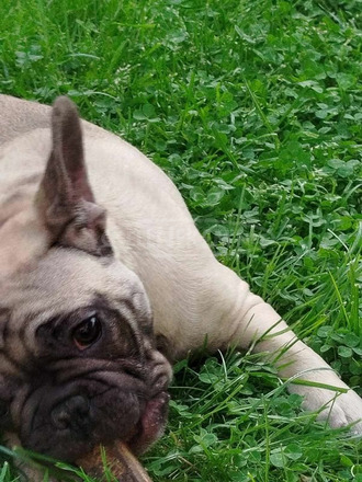 francia bulldog kölykök - 10/12