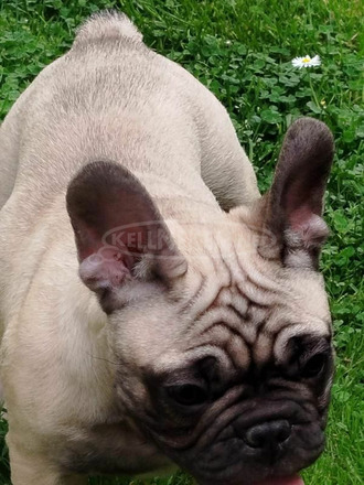 francia bulldog kölykök - 12/12