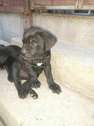 Cane Corso - 1/3