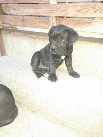 Cane Corso - 2/3