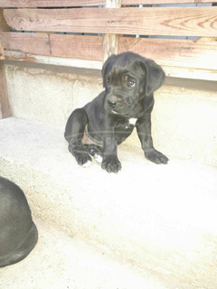 Cane Corso