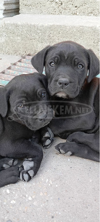Cane Corso - 3/3