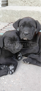 Cane Corso