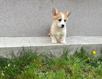 Walesi Corgi Pembroke kölykök