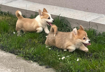 Walesi Corgi Pembroke kölykök