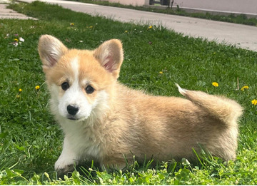 Walesi Corgi Pembroke kölykök