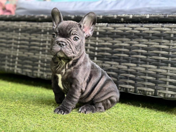 Francia bulldog kiskutya kisfiú - 1/2