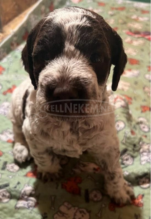 Lagotto romagnolo kölykök - 3/12