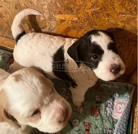 Lagotto romagnolo kölykök - 4/12