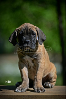 Cane Corso kölykök