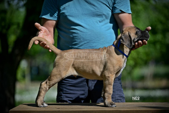 Cane Corso kölykök - 3/12