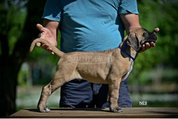 Cane Corso kölykök