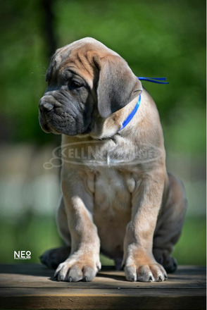 Cane Corso kölykök - 5/12