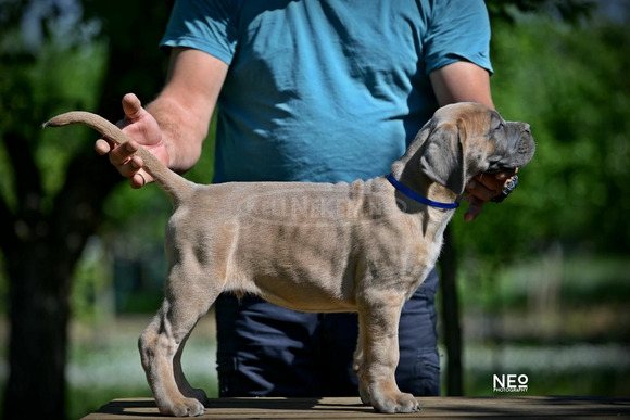 Cane Corso kölykök - 6/12