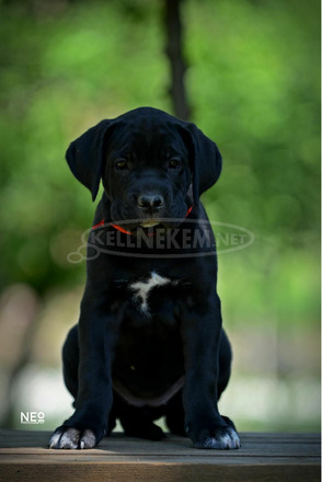 Cane Corso kölykök - 7/12