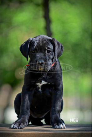 Cane Corso kölykök - 8/12