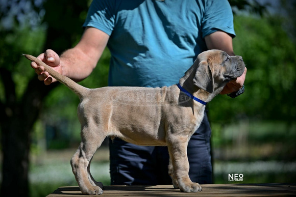 Cane Corso kölykök - 9/12