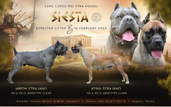 Cane Corso kölykök - 11/12