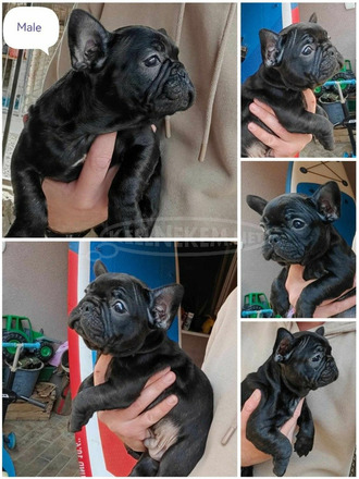 Francia bulldog kölykök - 1/3
